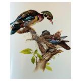 Birds of the Northern Forest 3-Volume Book Set by J.F. Lansdowne and John A. Livingston Birds of the Northern Forest 3-Volume Book Set by J.F. Lansdowne and John A. Livingston