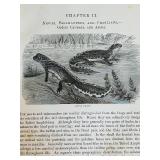 12-Volume Set: The New Natural History Illustrated Vintage Books 12-Volume Set: The New Natural History Illustrated Vintage Books
