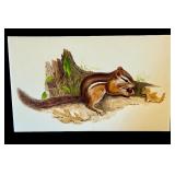 Original Chipmunk Drawing by Geri Arnold, 19 x 11 Inch Unframed Original Chipmunk Drawing by Geri Arnold, 19 x 11 Inch Unframed