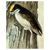 Original  Watercolor Bird Artwork by Geri Arnold Original  Watercolor Bird Artwork by Geri Arnold