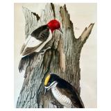 Original  Watercolor Bird Artwork by Geri Arnold Original  Watercolor Bird Artwork by Geri Arnold