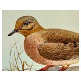 Original Geri Arnold Bird Drawing on Board 15 x 11 Inches Original Geri Arnold Bird Drawing on Board 15 x 11 Inches