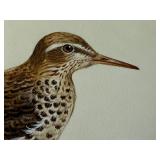 Set of 2 Original Geri Arnold Bird Drawings, Unframed Set of 2 Original Geri Arnold Bird Drawings, Unframed