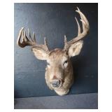 DEER MOUNT