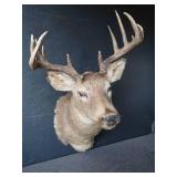 DEER MOUNT
