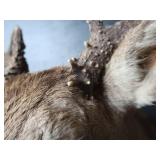 DEER MOUNT