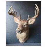 DEER MOUNT