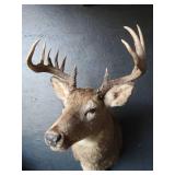 DEER MOUNT