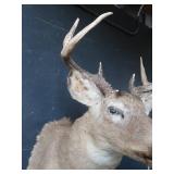 DEER MOUNT
