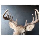 DEER MOUNT