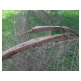 ANTIQUE NATIVE HOOP NET