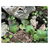 Assorted Ceramic Garden Sculptures - Turtles & Frogs