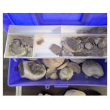Collection of Fossil and Mineral Rocks with Storage Bin and Red Basket