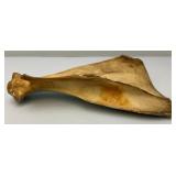 Wolf Painting On Animal Bone Wolf Painting On Animal Bone