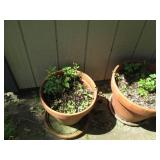 Variety of plastic and Terra cotta ... Variety of plastic and Terra cotta ...