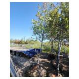 Red Maple 2.5" Caliper Trunk