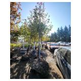 Red Maple 2.5" Caliper Trunk