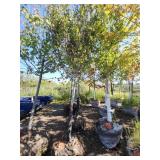 Red Maple Tree 2.5" Caliper