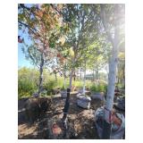 Red Maple Tree 2.5" Caliper