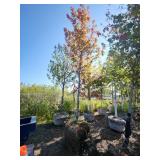 Red Maple Tree 2.5" Caliper