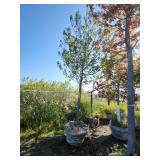 Red Maple Tree 2.5" Caliper