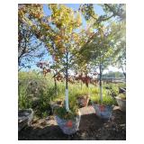 Red Maple Tree 2.5" Caliper