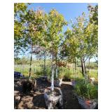 Red Maple Tree 2.5" Caliper