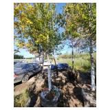 Red Maple Tree 2.5" Caliper