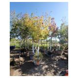 Red Maple Tree 2.5" Caliper