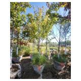 Red Maple Tree 2.5" Caliper