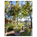 Red Maple Tree 2.5" Caliper