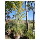 Red Maple Tree 2.5" Caliper