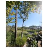 Red Maple Tree 2.5" Caliper