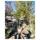 Red Maple Tree 2.5" Caliper