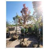 Red Maple Tree 2.5" Caliper