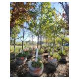 Red Maple Tree 2.5" Caliper