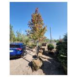 Red Maple Tree 2.5" Caliper