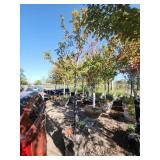 Red Maple Tree 2.5" Caliper