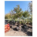 Red Maple Tree 2.5" Caliper