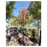 Red Maple Tree 2.5" Caliper