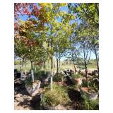 Red Maple Tree 2.5" Caliper