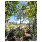 Red Maple Tree 2.5" Caliper