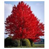 Red Maple Tree 2.5" Caliper