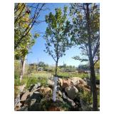 Red Maple Tree 2.5" Caliper