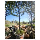 Red Maple Tree 2.5" Caliper