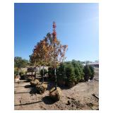 Red Maple Tree 2.5" Caliper