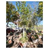 Red Maple Tree 2.5" Caliper