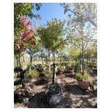 Red Maple Tree 2.5" Caliper