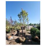 Red Maple Tree 2.5" Caliper