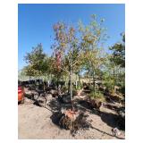 Autumn Blaze Maple - 2"